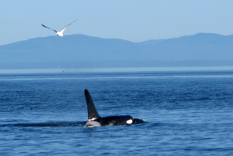 Animais da Observação de baleias ao pôr do sol em Victoria