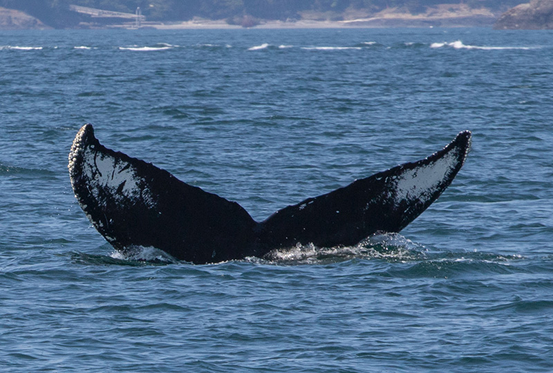Detalhes das baleias ao pôr do sol em Victoria