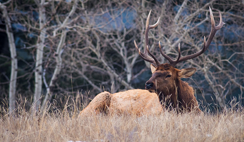 Animal selgavem no Parque Nacional em Jasper