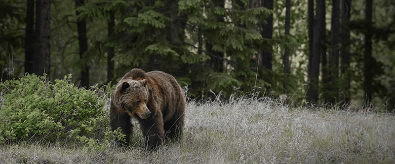 Urso no Parque Nacional em Jasper