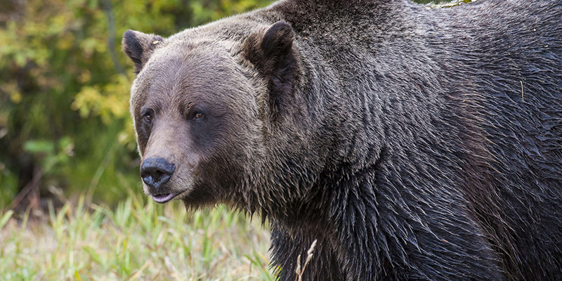 Animais do Grizzly Bear Refuge em Banff