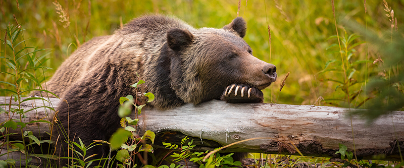 Grizzly Bear Refuge em Banff