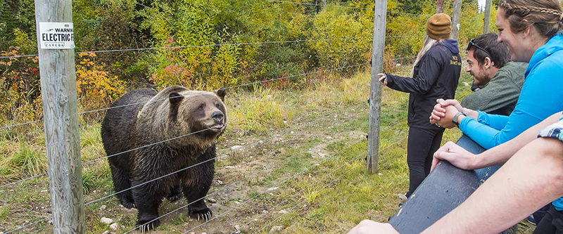 Áreas de visitação do Grizzly Bear Refuge em Banff