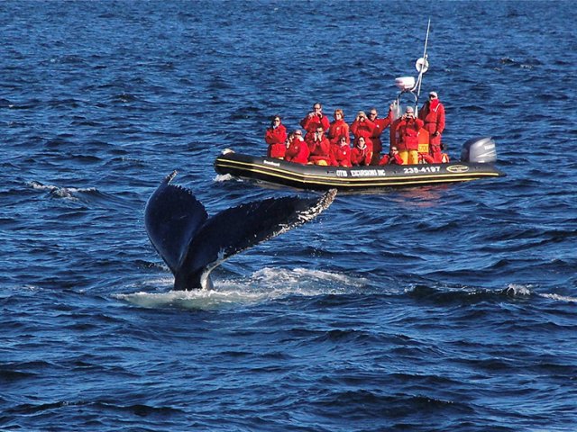 Cruzeiro de observação de baleias em Quebec