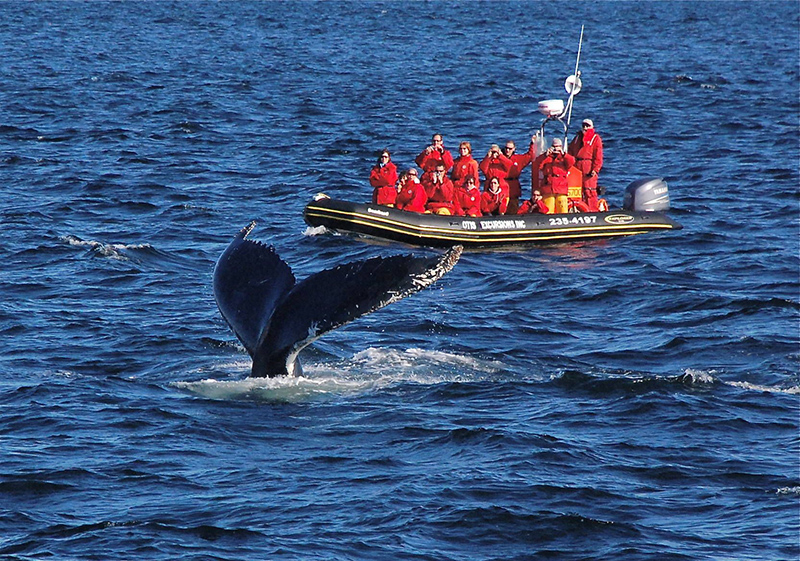 Cruzeiro de observação de baleias em Quebec