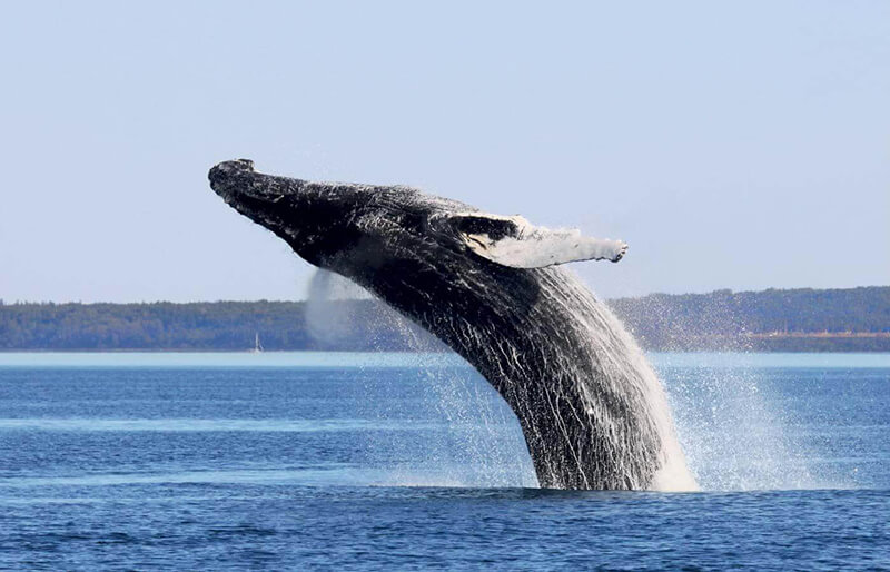Animais da observação de baleias em Quebec
