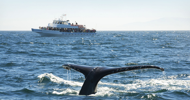 Cenário do cruzeiro de observação de baleias em Quebec