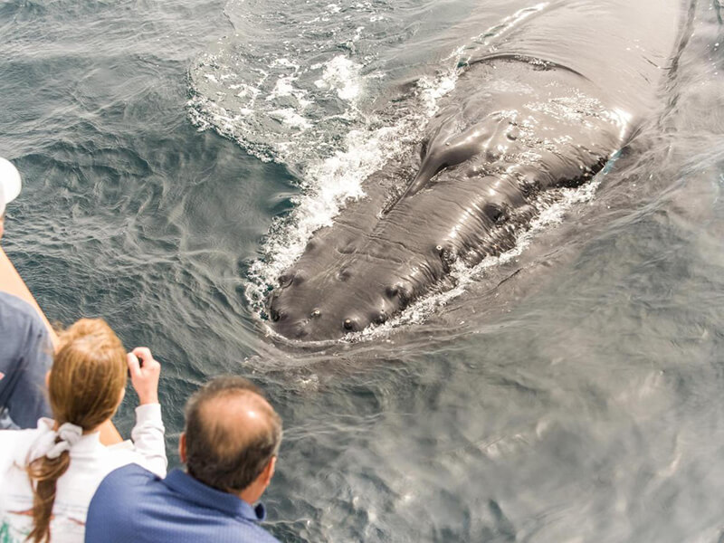 Grupo da observação de baleias em Quebec