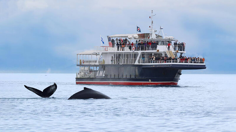 Embarcação de observação de baleias em Quebec