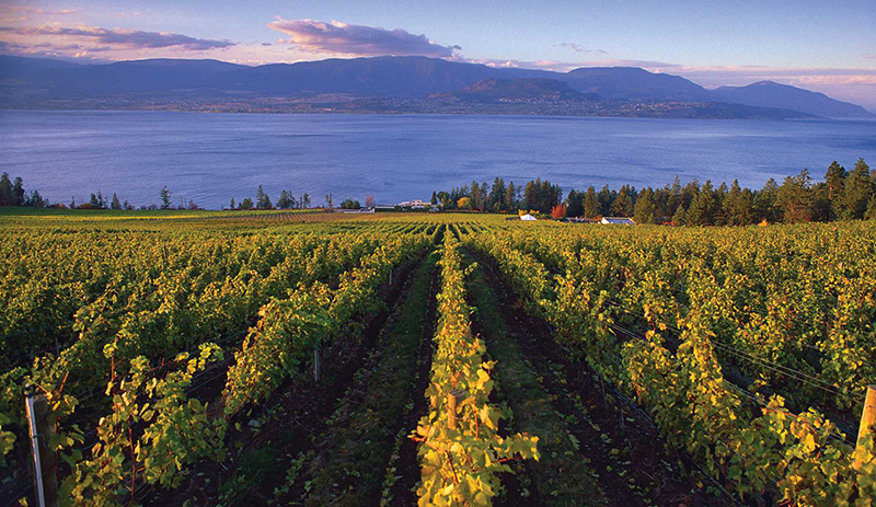 Vineyards em Vancouver