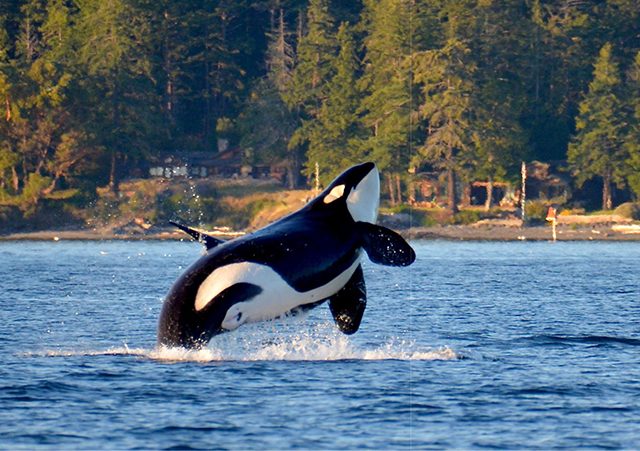 Excursão de observação de baleias em Vancouver