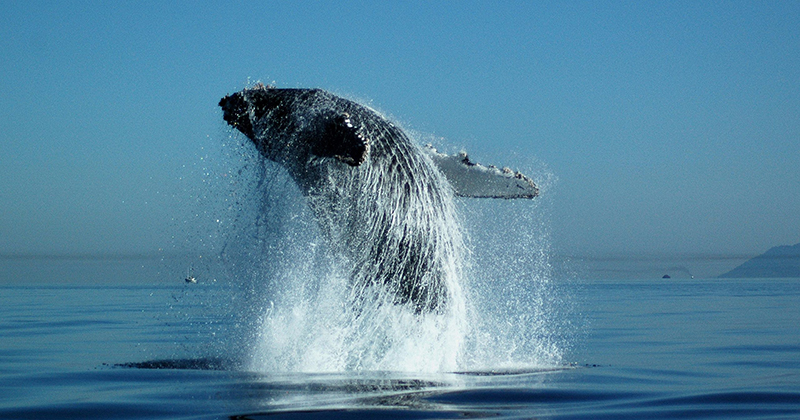 Excursão de observação de baleias em Vancouver