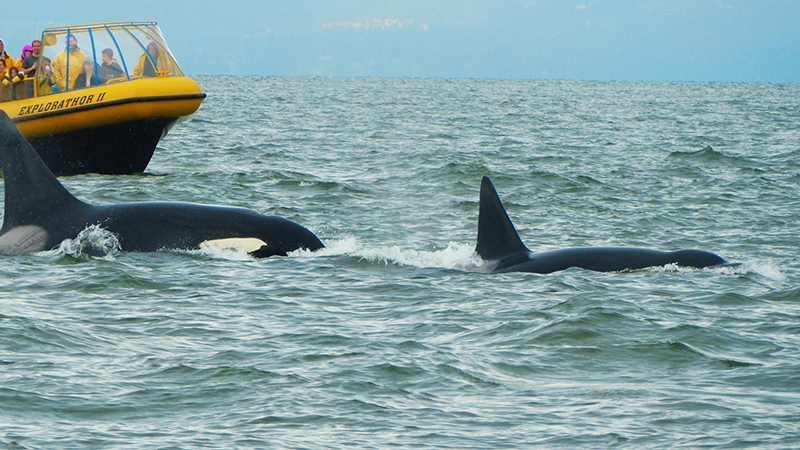 Vista da excursão de observação de baleias em Vancouver